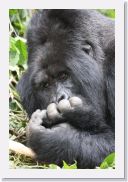 12SabyinyoGroup - 31 * Silverback Guhonda.
